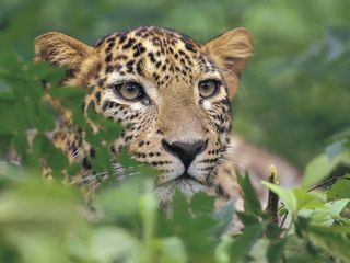 Die Wildhunde von Nilgiri