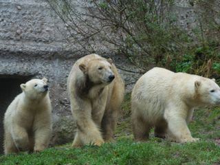 Neues aus dem Muenchner Tierpark Hellabrunn