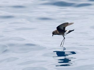 Den Sturmschwalben hinterher