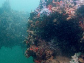 Pearl Harbor: Tauchgang zur USS Arizona Pearl Harbor: Tauchgang zur USS Arizona