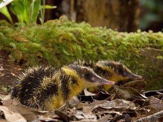 Madagaskar - Tropisches Inselparadies