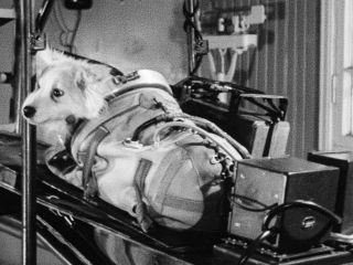 Space Dogs