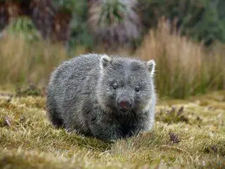 Tasmaniens wundersame Tierwelt