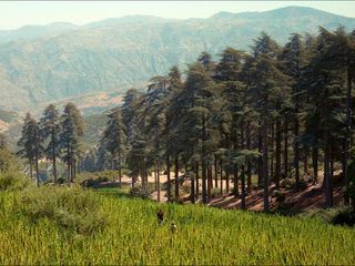 Kiff im Rif: Marokkos Cannabis-Wende