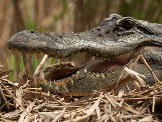 Krokodil vs. Alligator