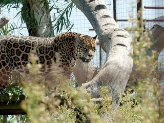 Argentinien: Der Jaguar ist zurueck