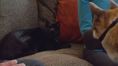 Der Katzenfluesterer