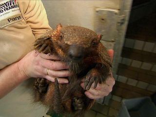 Giraffe, Erdmaennchen & Co.