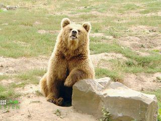 WILDER WILDER WESTEN