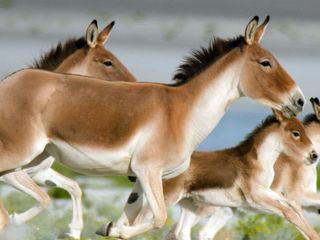 Into the Wild: Indien