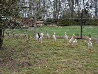 Anna und die Haustiere