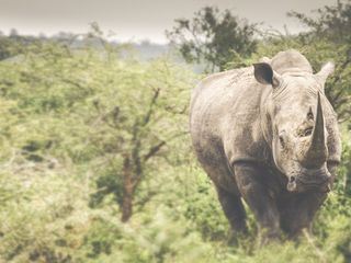 Die grossen Parks in Afrika