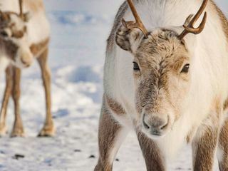 Lappland: Gemeinsam einsam und doch nicht allein