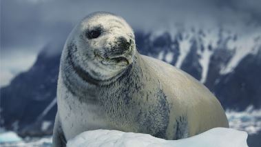 Vaerldens natur: Frozen planet