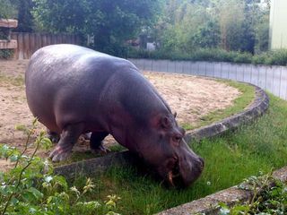 Giraffe, Erdmaennchen & Co.