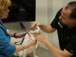 Die Tieraerzte von Houston