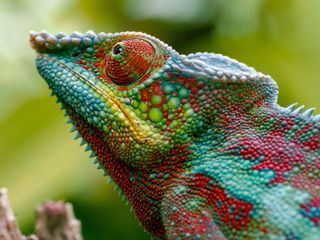 Madagaskar oder der grosse Karneval der Chamaeleons