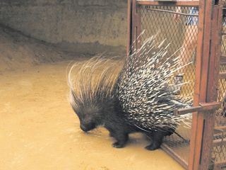 Das Waisenhaus fuer wilde Tiere