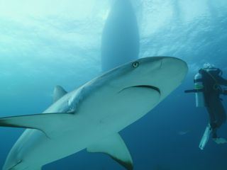 Haiangriffen auf der Spur