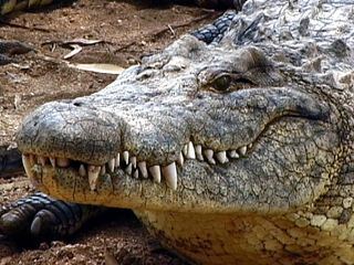 Krokodile - Das wahre Leben der Urzeitechsen