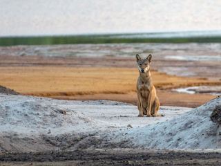 Deutschlands neue Wildnis
