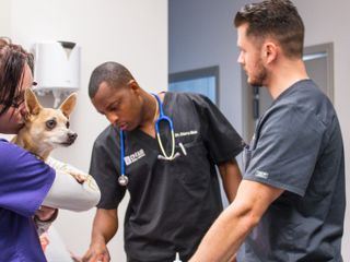 Die Tieraerzte von Houston