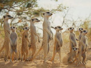 Die geheime Welt der Klaenge mit David Attenborough