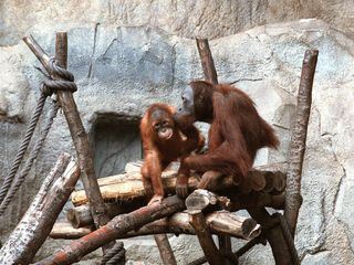 Elefant, Tiger & Co. - Spezial