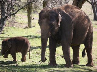 Tierische Mamas