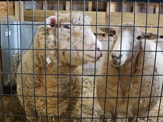 Animal Farm Michigan - Zuflucht fuer Tiere