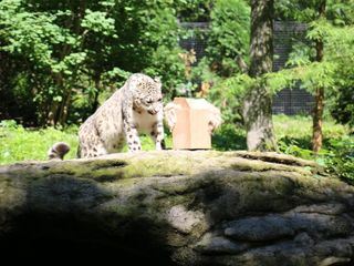 Bronx Zoo - Tierpark der Superlative 