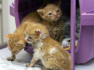 Wilde Miezen - Katzen allein unterwegs