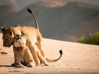 Die Wuestenloewen der Namib - Aufbruch und Wiederkehr