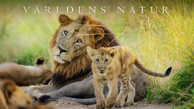 Vaerldens natur: Kingdom
