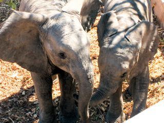 Das Waisenhaus fuer wilde Tiere