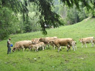 Vom Almenland in die Waldheimat