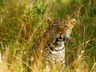 Die Leopardin