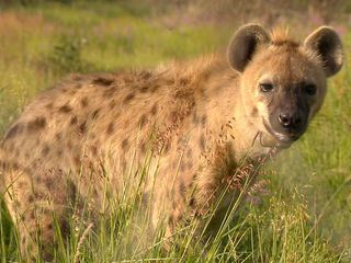 Das Waisenhaus fuer wilde Tiere