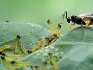 Naturwunder Gemuesegarten