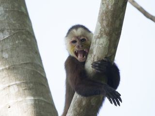 Into the Wild: Kolumbien