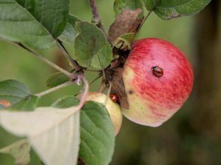 Insekten in Gefahr