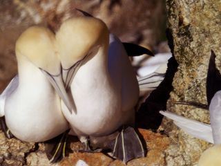 Schottlands wilde Jahreszeiten