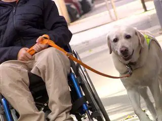 Helfer auf vier Pfoten