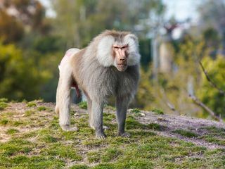 San Diego Zoo