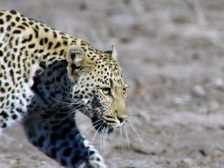 Faszination Afrika - Tiere im Mashatu Reservat