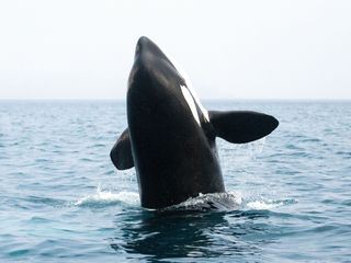 Orcas - Vorstoss in die Arktis
