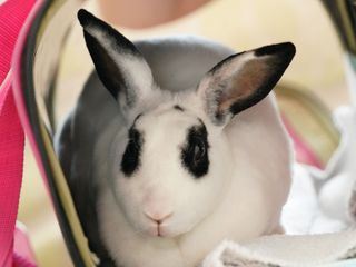 Dr. Ks tierische Notaufnahme