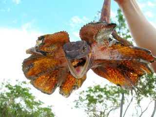 Australiens wilder Westen