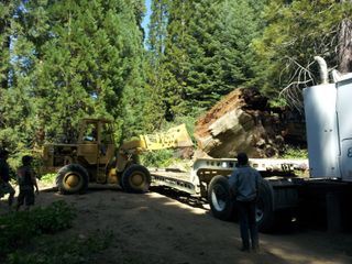 Redwood Kings - Traeume aus Holz