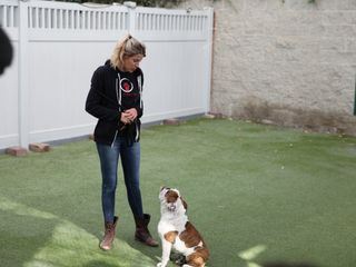Zweite Chance fuer Hunde